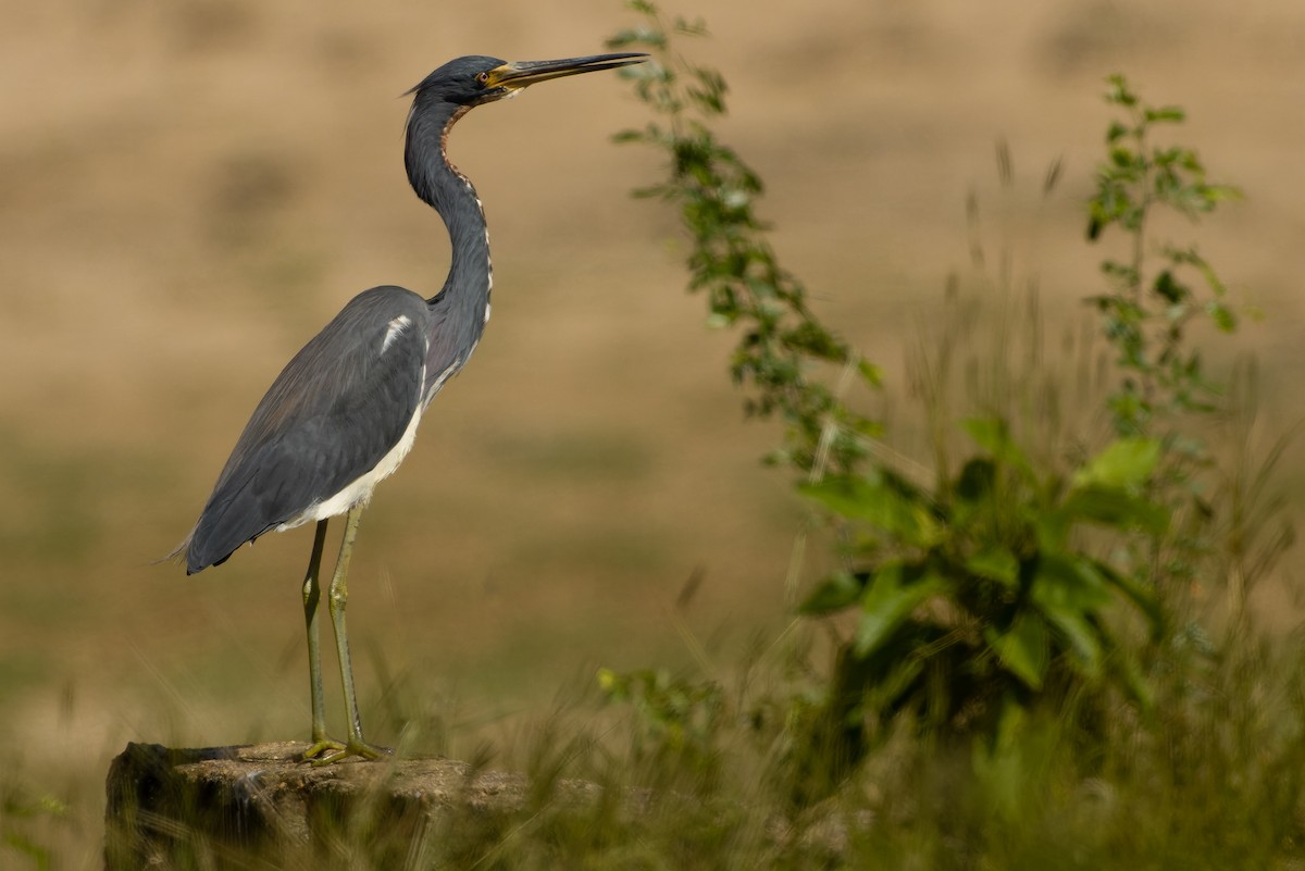 Tricolored Heron - ML614287378