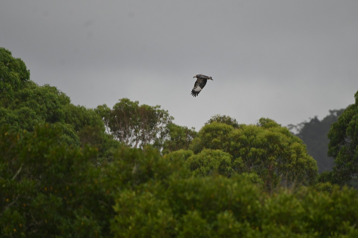 White-bellied Sea-Eagle - ML614287394