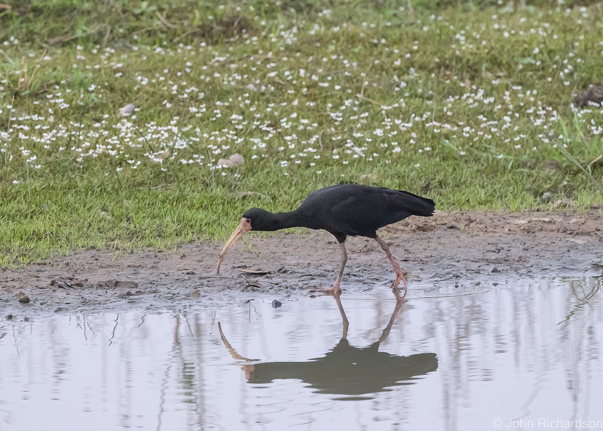 Ibis à face nue - ML614287409