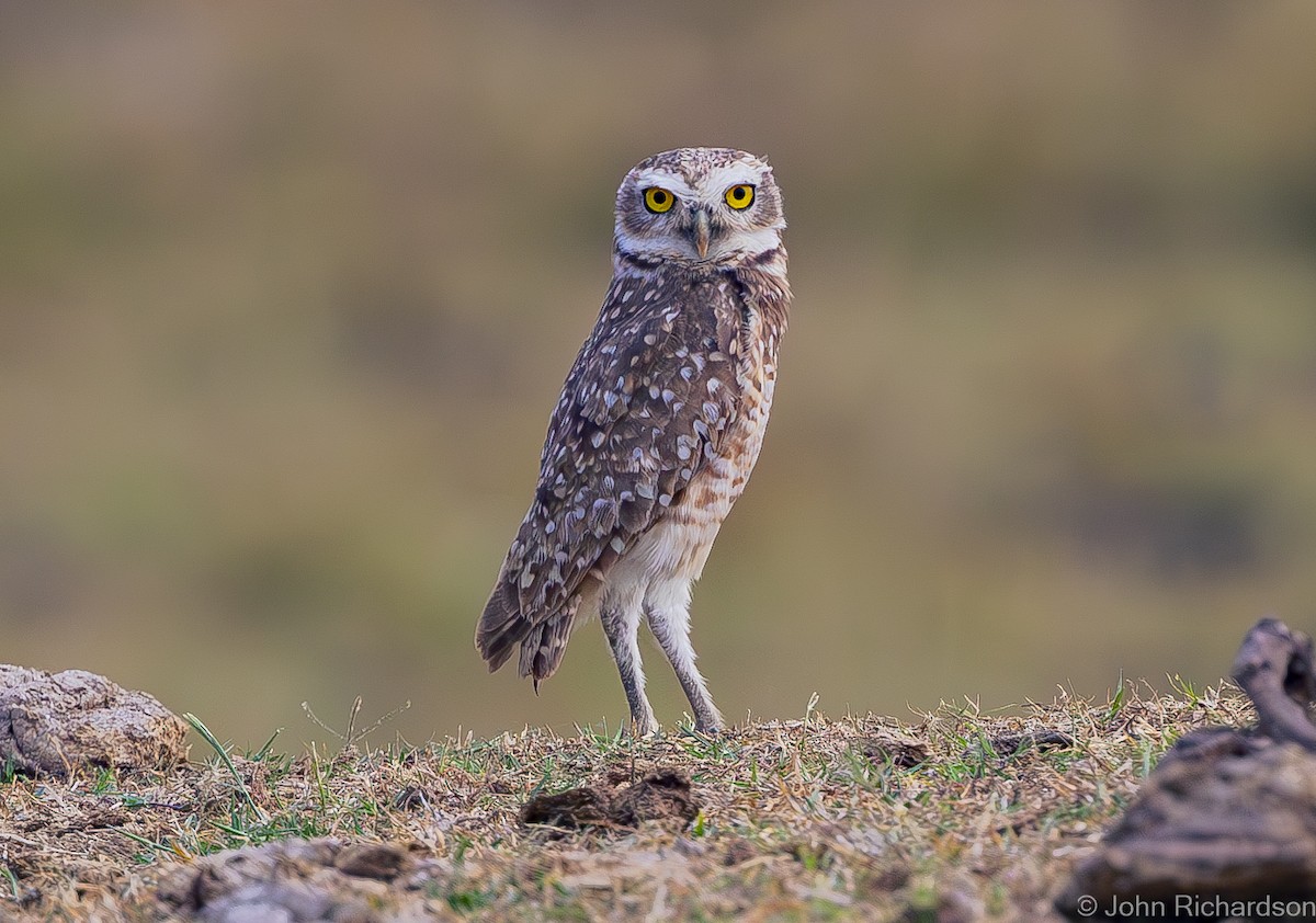 Burrowing Owl - ML614287490