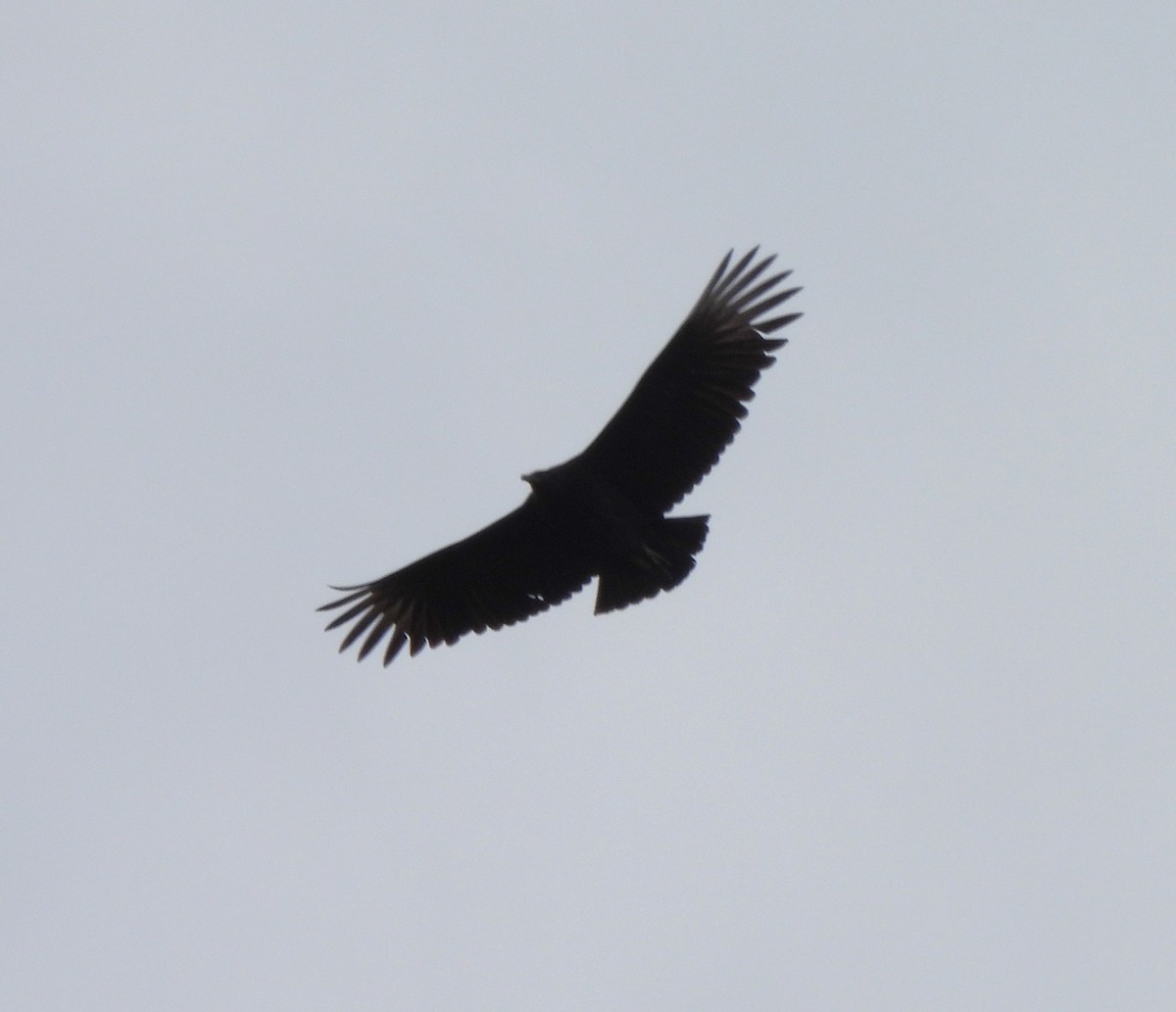 Black Vulture - ML614287492