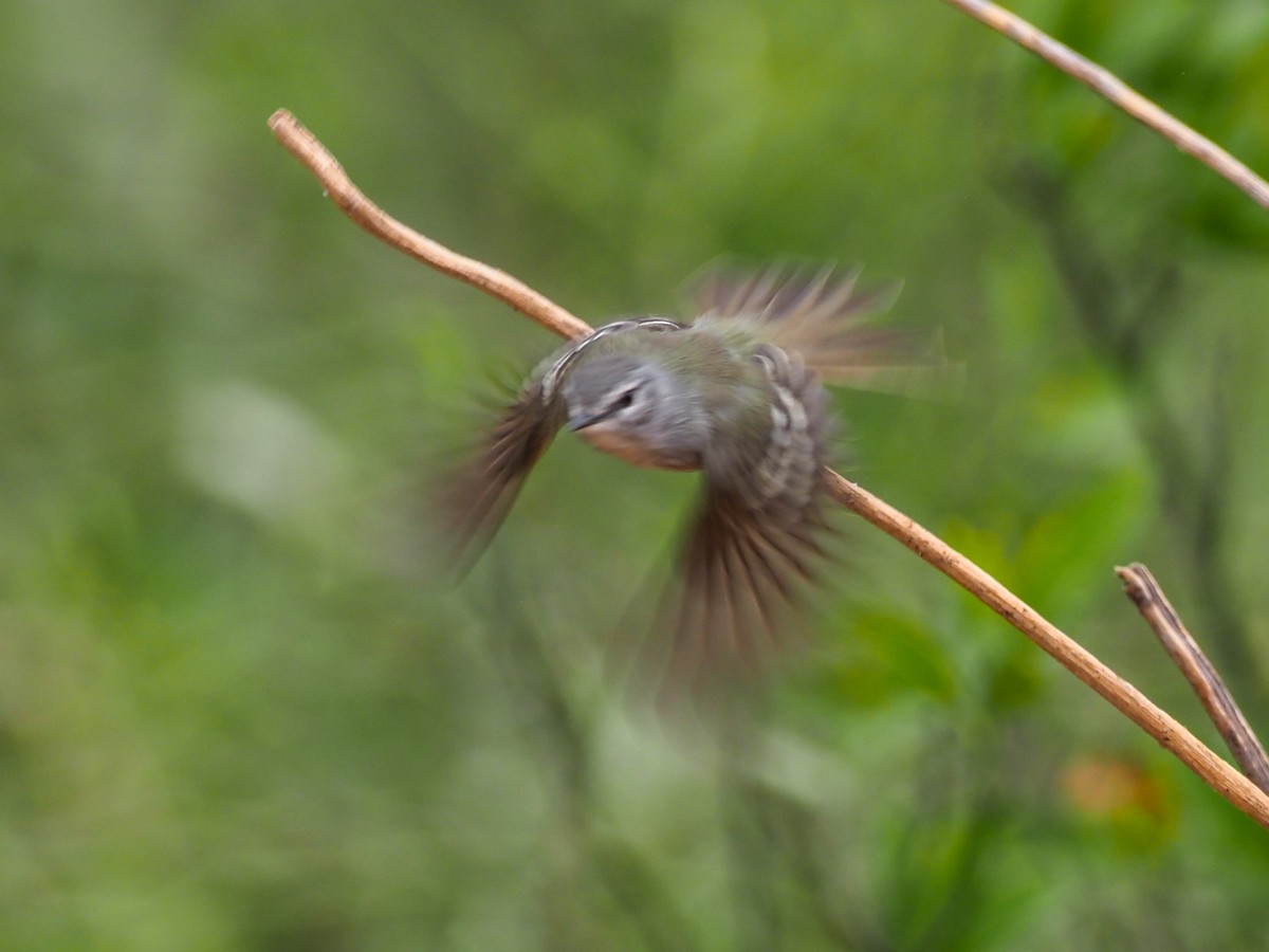 Plain Tyrannulet - ML614287503