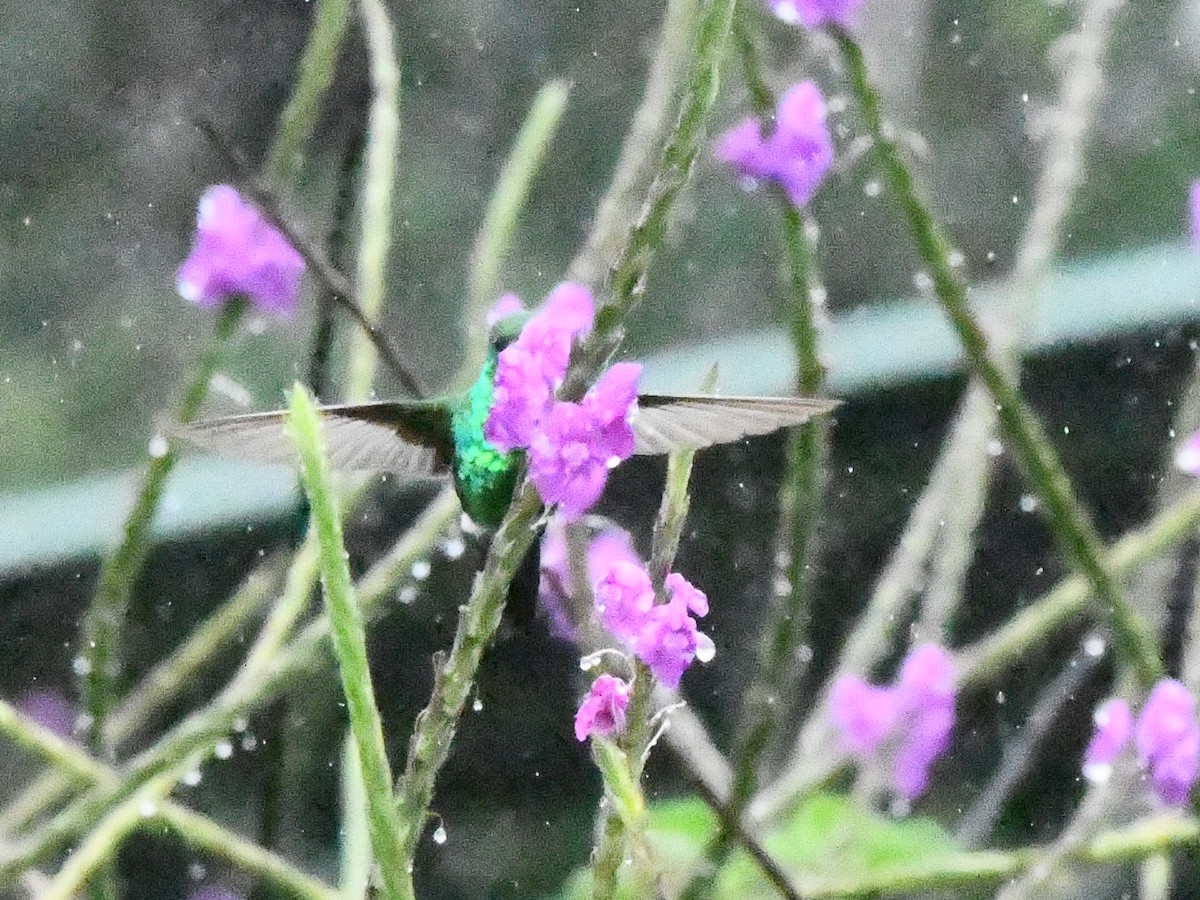 kolibřík zahradní - ML614287551