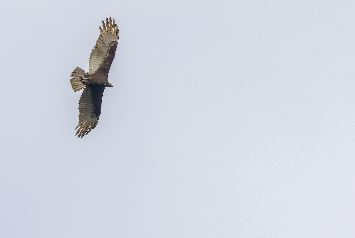 Turkey Vulture (Northern) - ML614287559