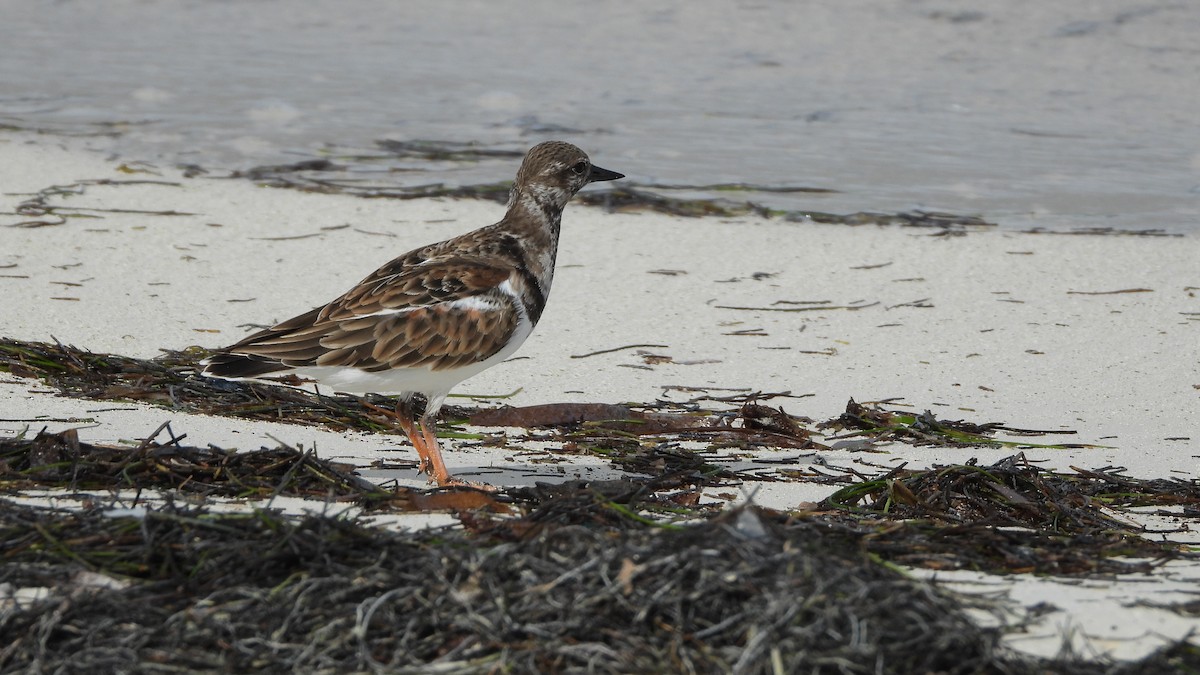 Ruddy Turnstone - ML614287561