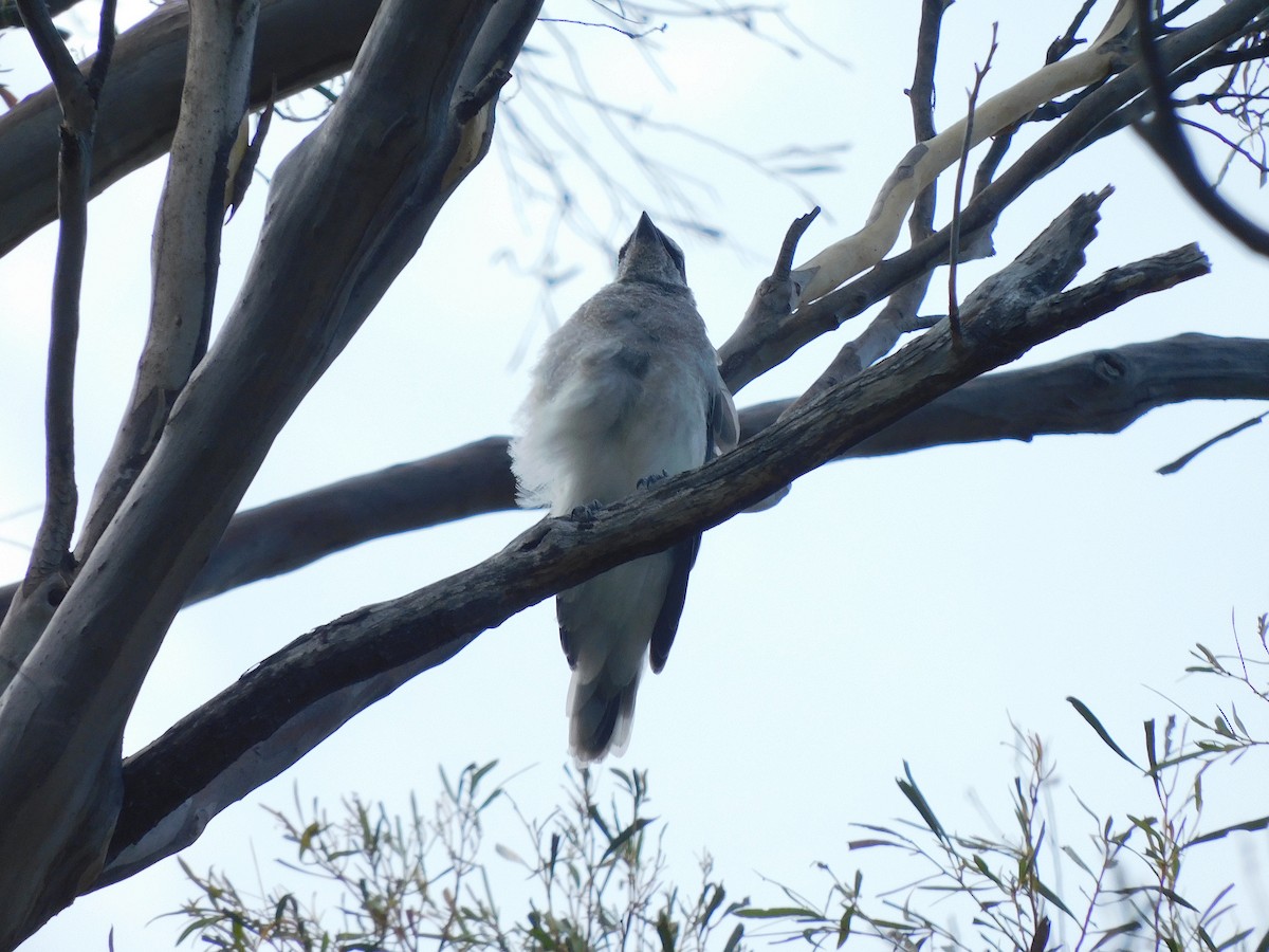 Black-faced Cuckooshrike - ML614287590