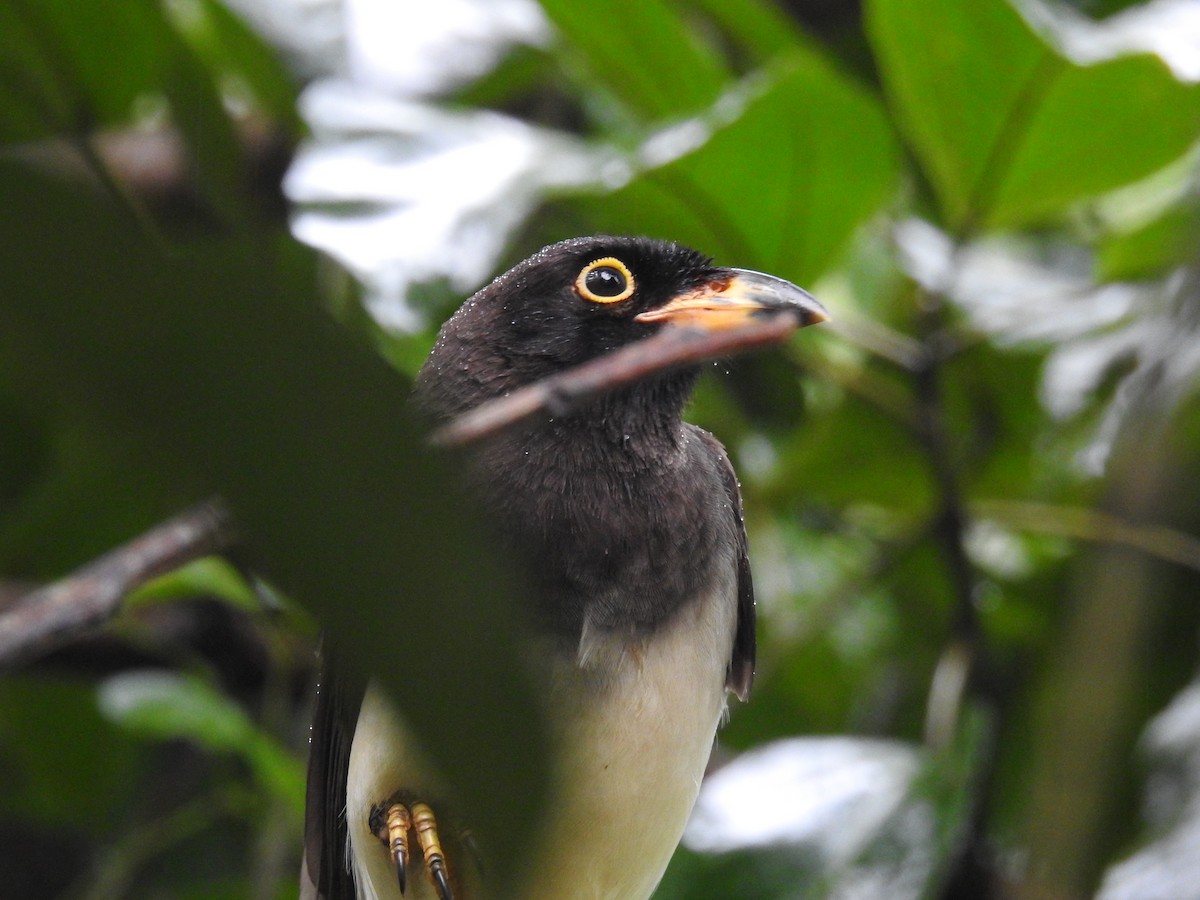 trogon podvazkový - ML614287678