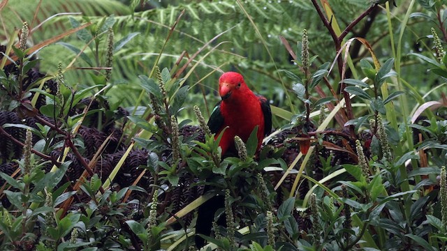 キンショウジョウインコ - ML614287683