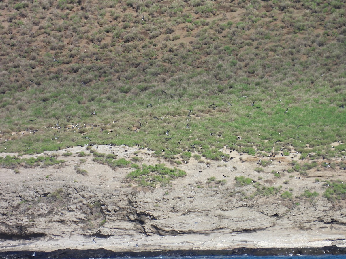 Sooty Tern - ML614287719