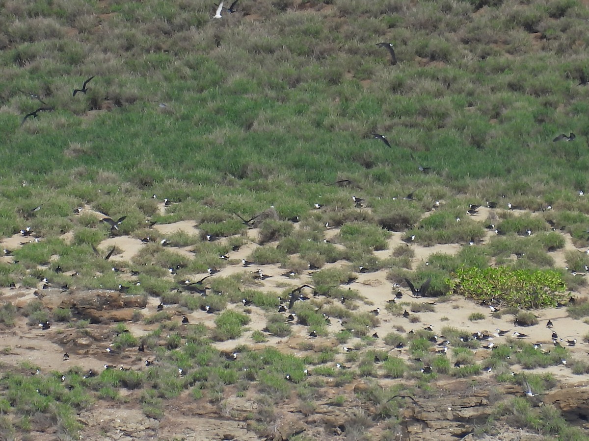 Sooty Tern - ML614287723