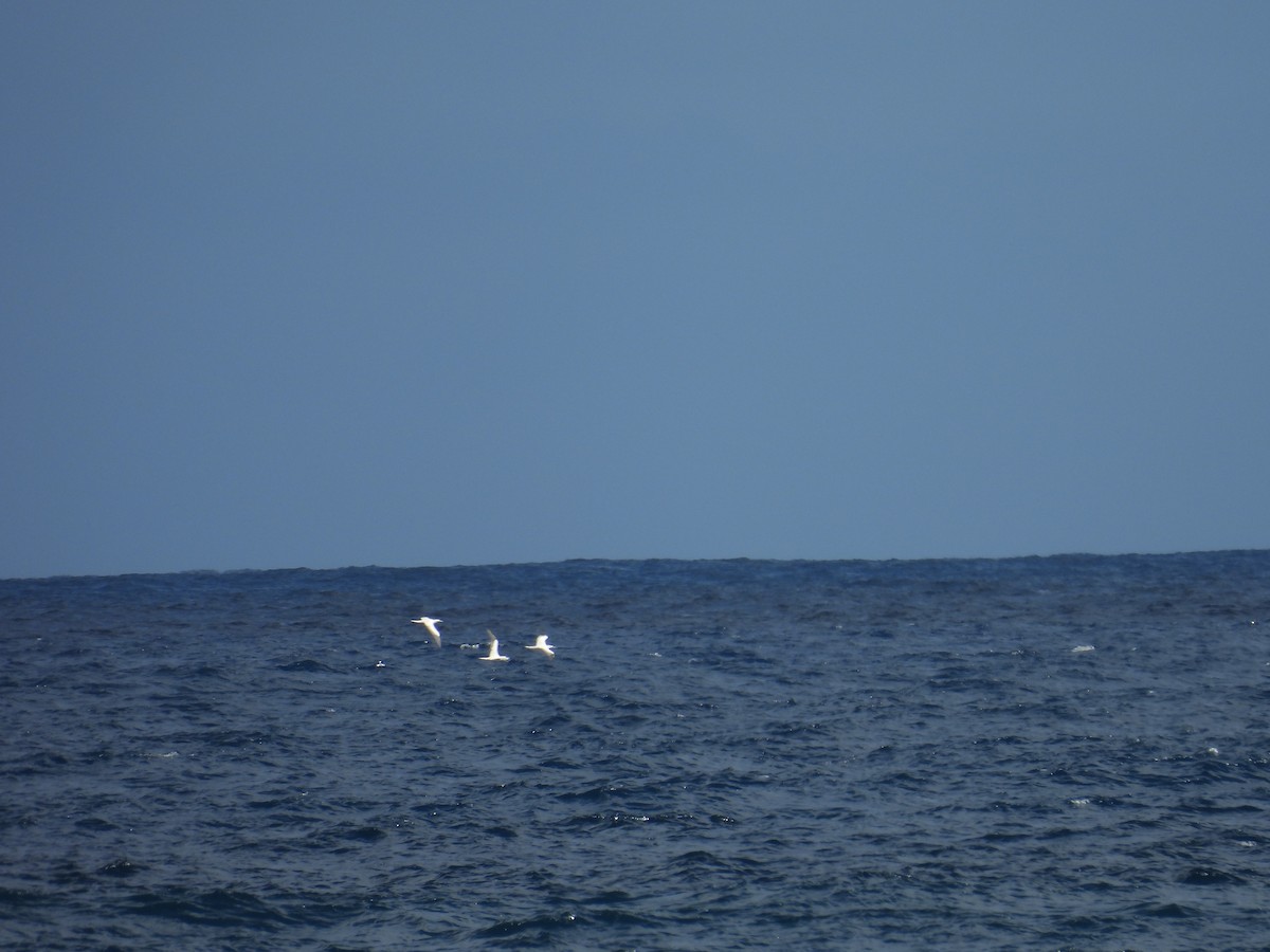 Red-footed Booby - ML614287730