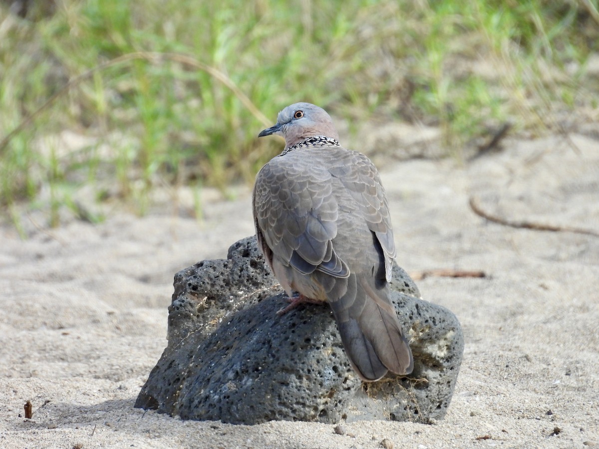 Spotted Dove - ML614287732