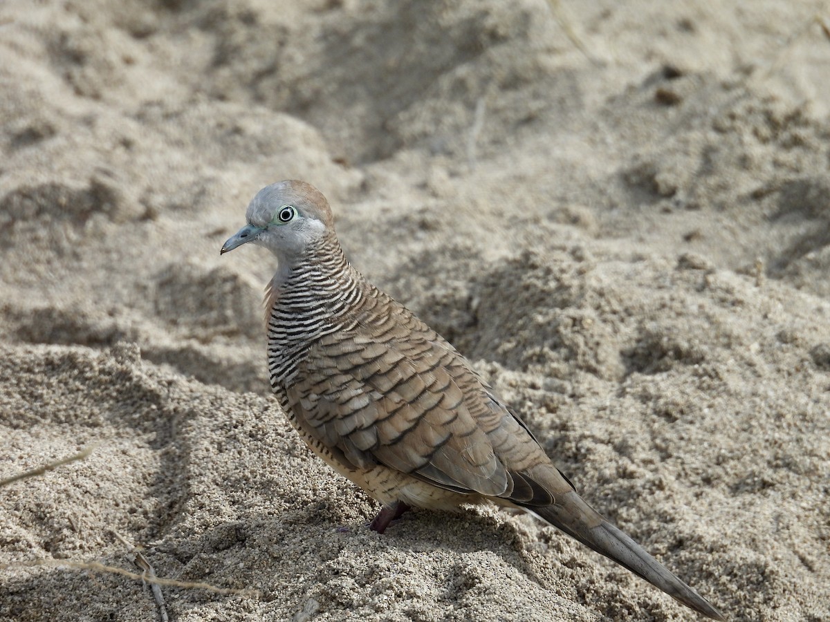 Zebra Dove - ML614287735