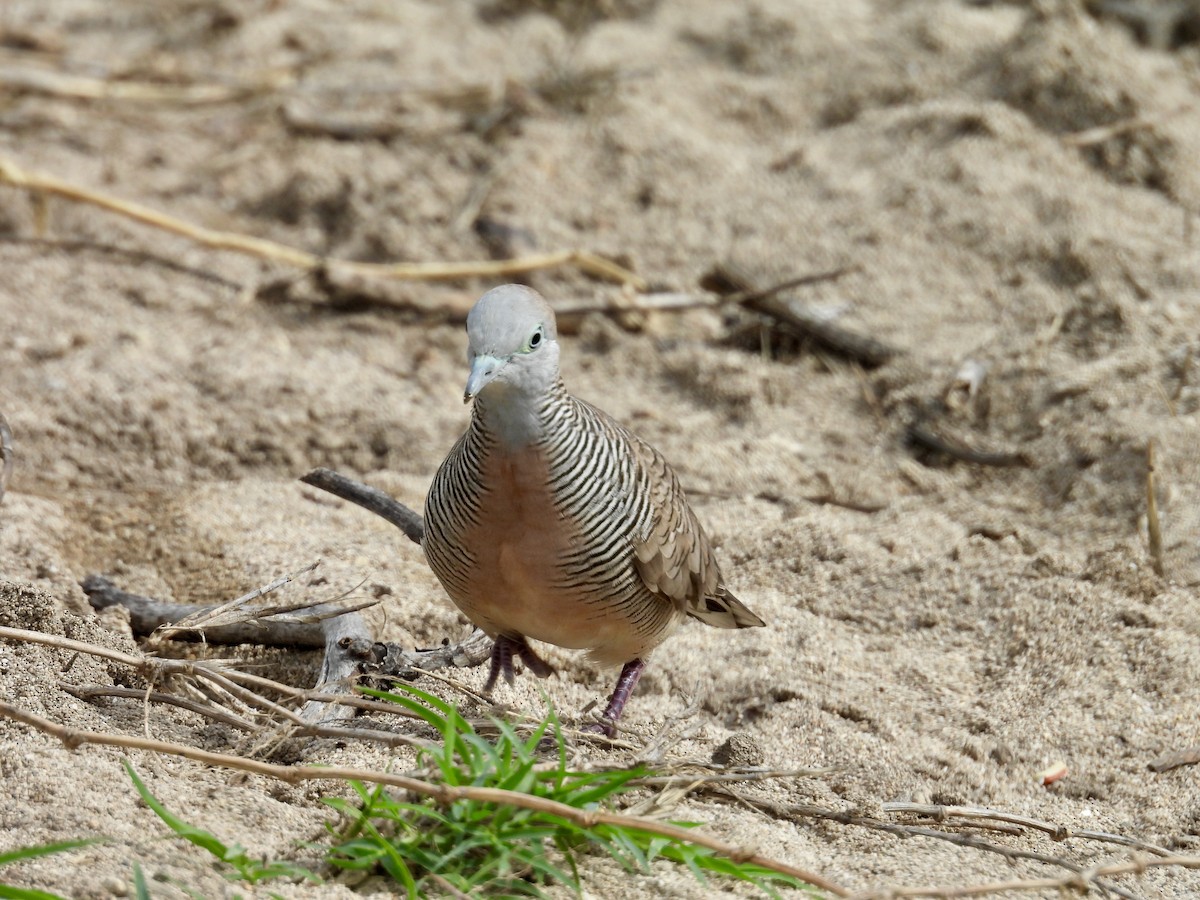 斑馬鳩 - ML614287744