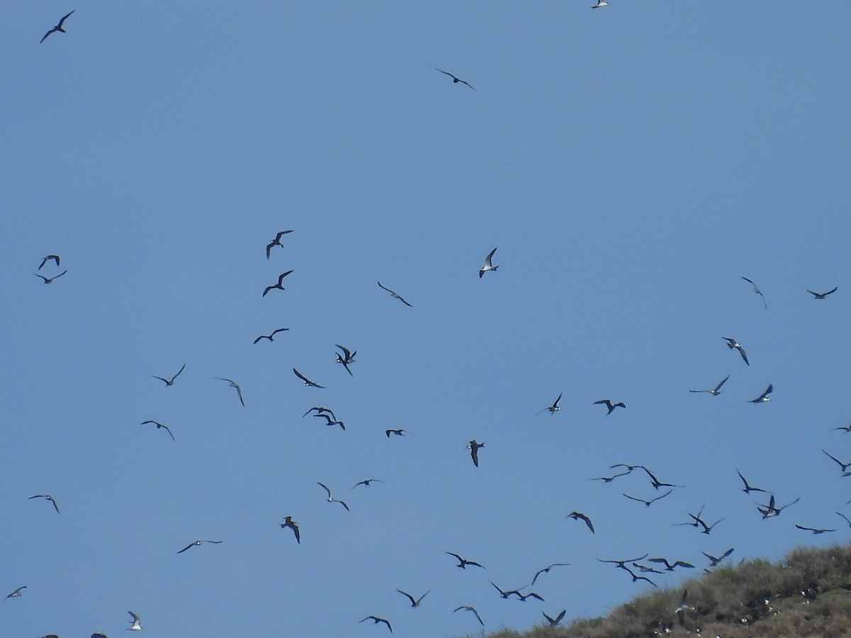 Sooty Tern - ML614287757