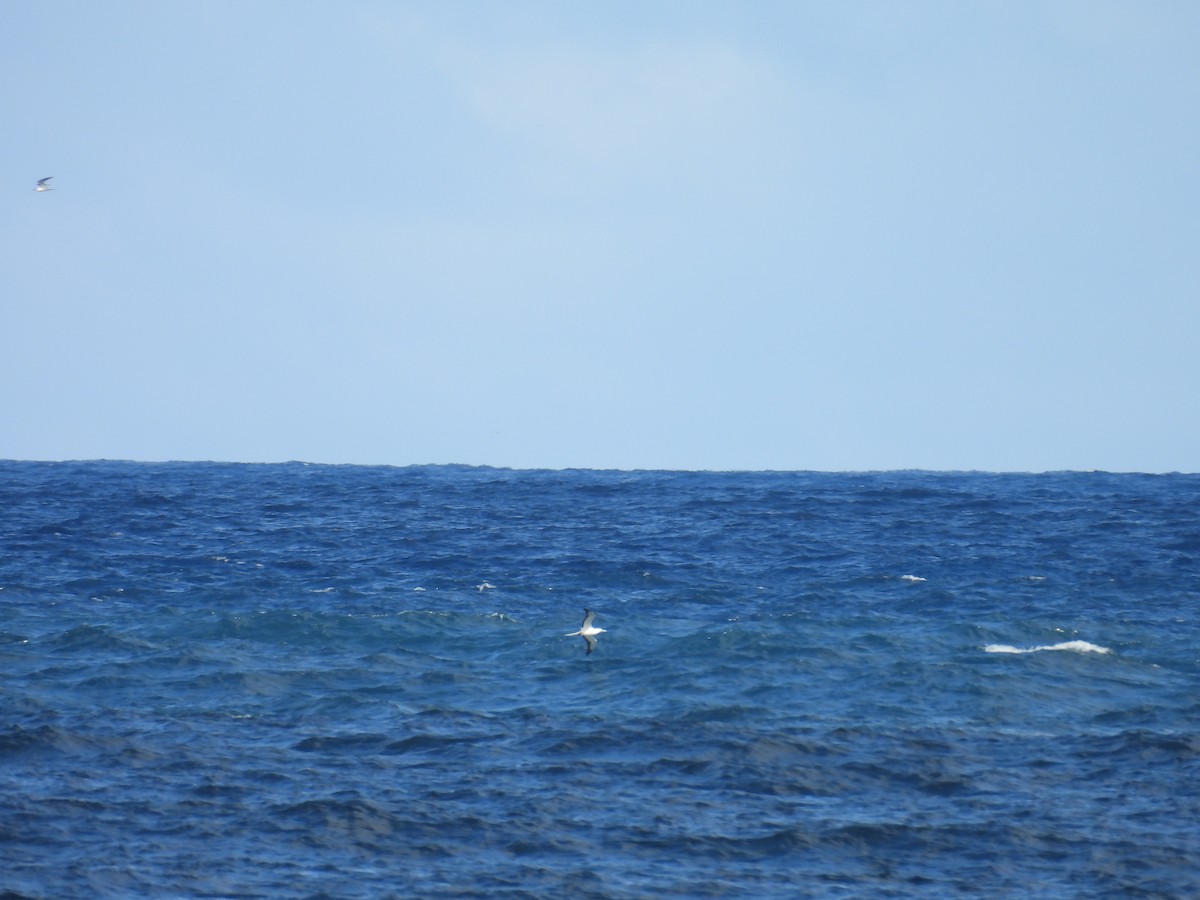 Red-footed Booby - ML614287766