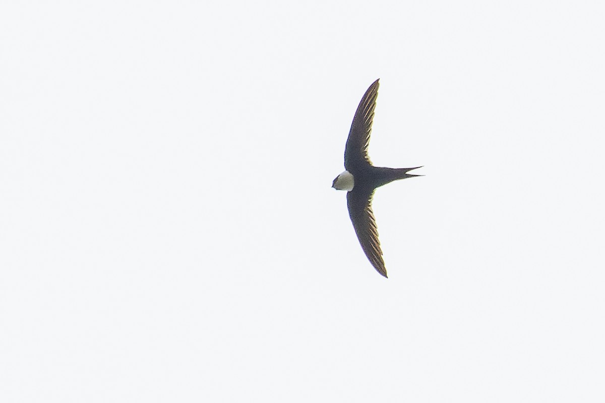 Lesser Swallow-tailed Swift - ML614287836