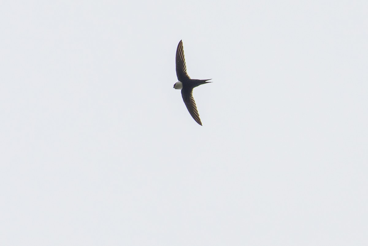 Lesser Swallow-tailed Swift - ML614287837