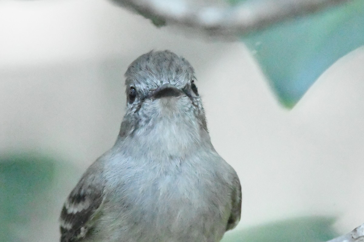 Northern Scrub-Flycatcher - ML614287846