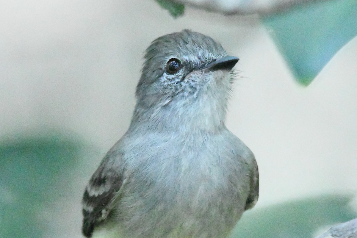 Northern Scrub-Flycatcher - ML614287848