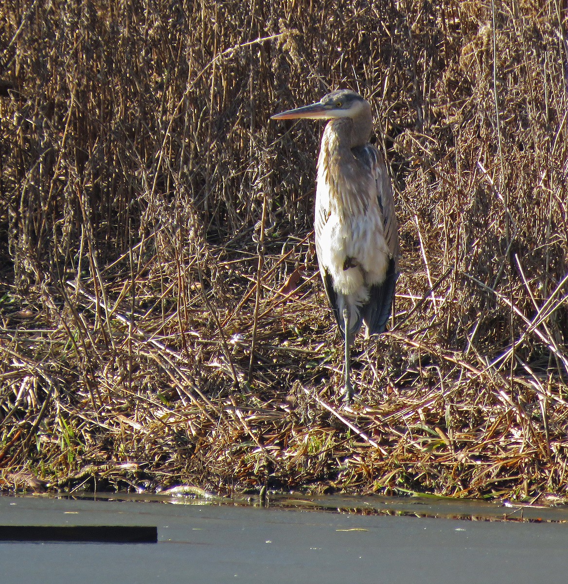 Great Blue Heron - ML614287852