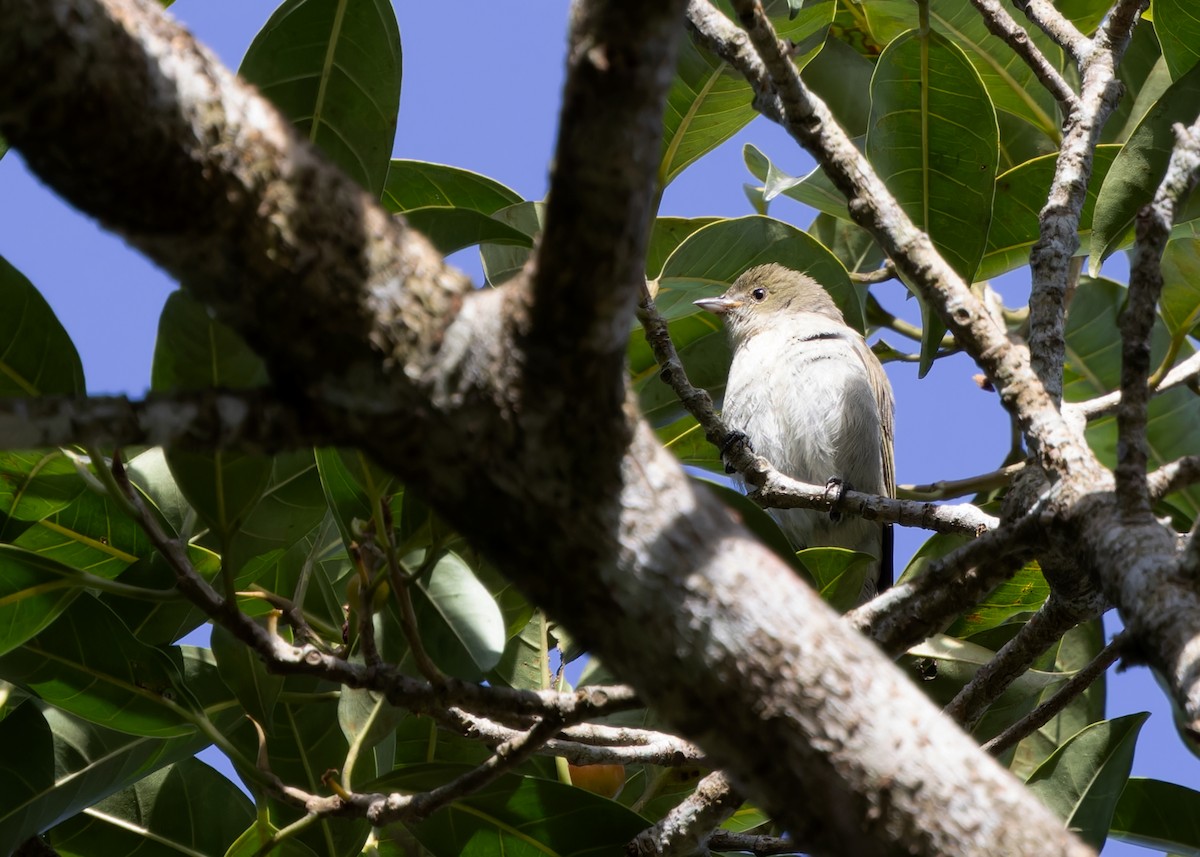 Thick-billed Flowerpecker (obsoletum Group) - ML614287887