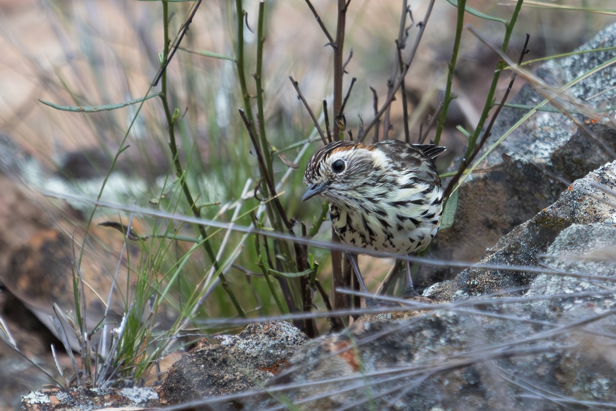 Speckled Warbler - ML614287913