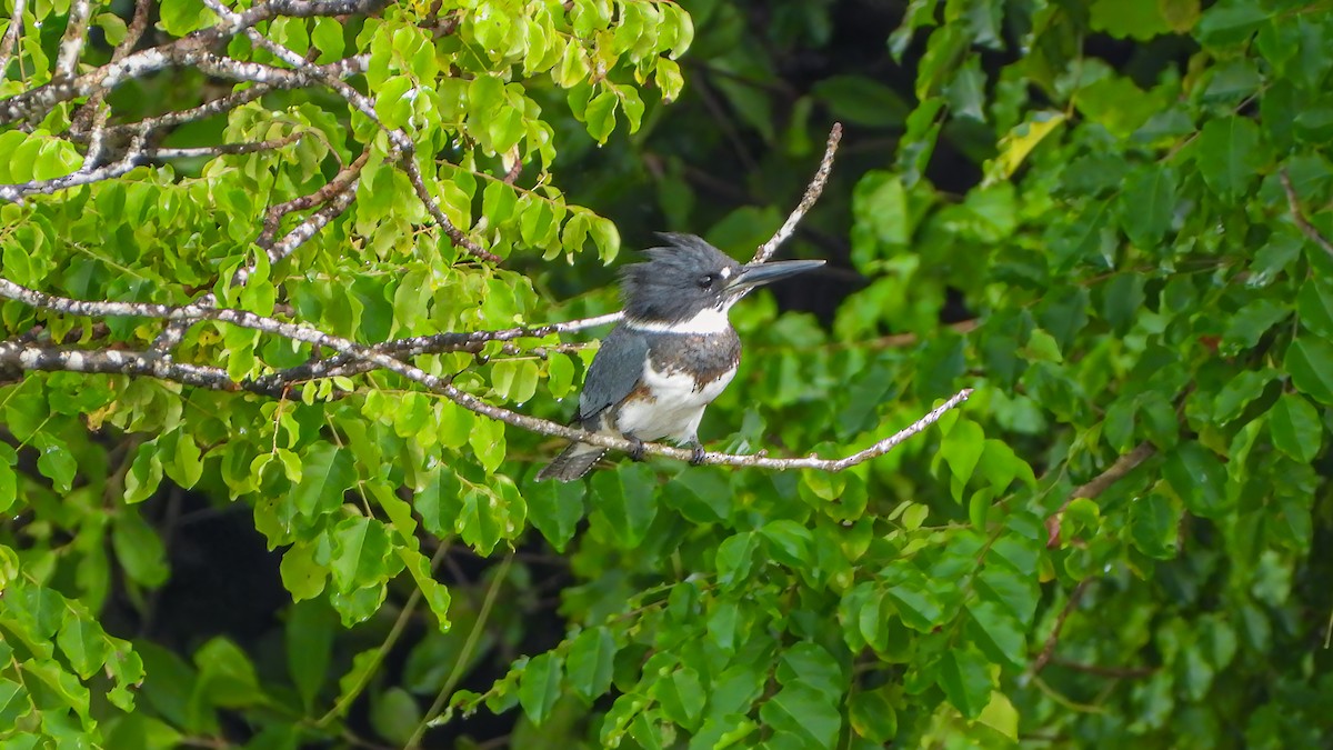 Belted Kingfisher - ML614287949