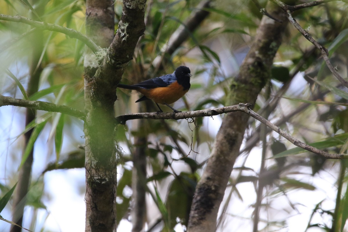 Blue-backed Conebill - ML614287958