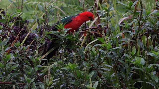 キンショウジョウインコ - ML614287959