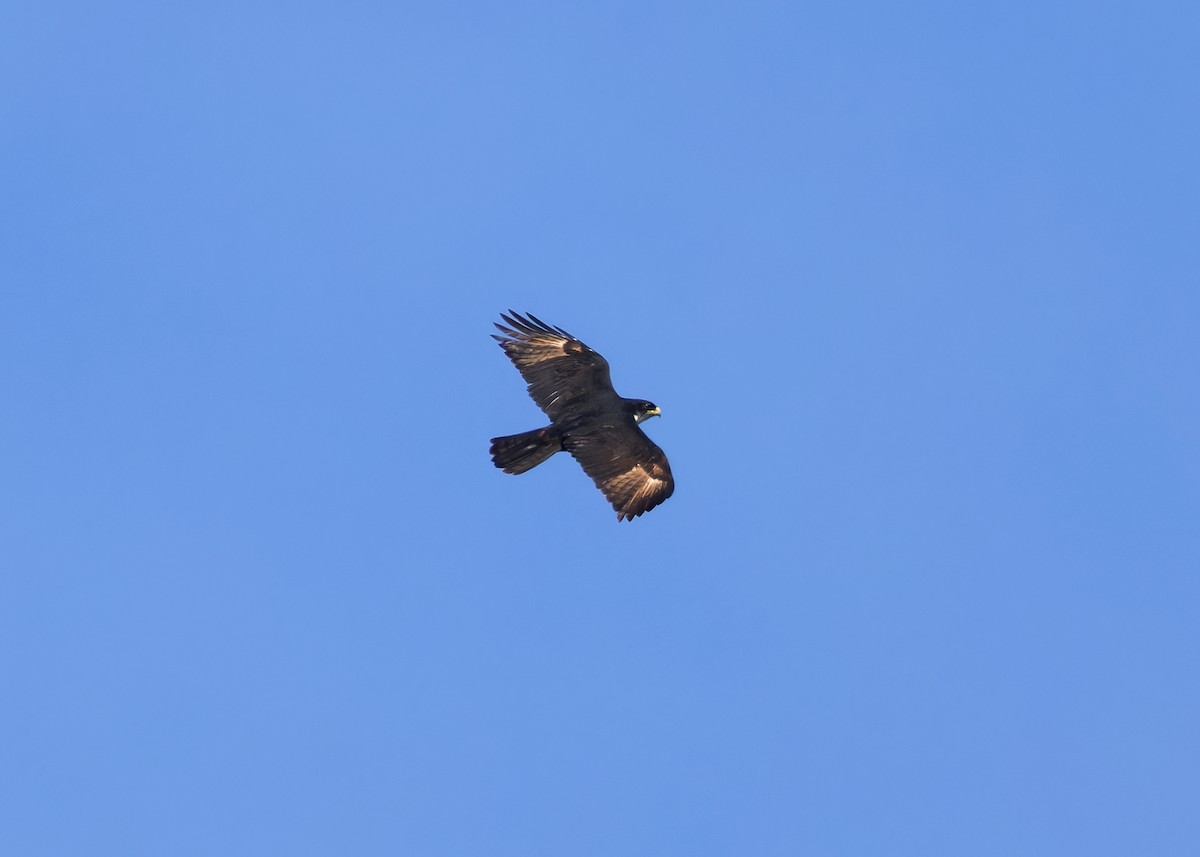 Rufous-bellied Eagle - ML614287961