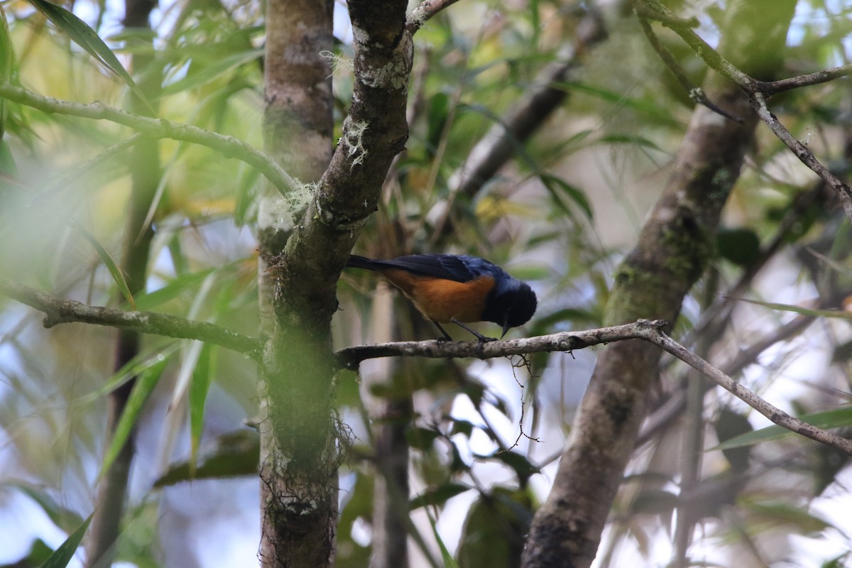 Blue-backed Conebill - ML614287964