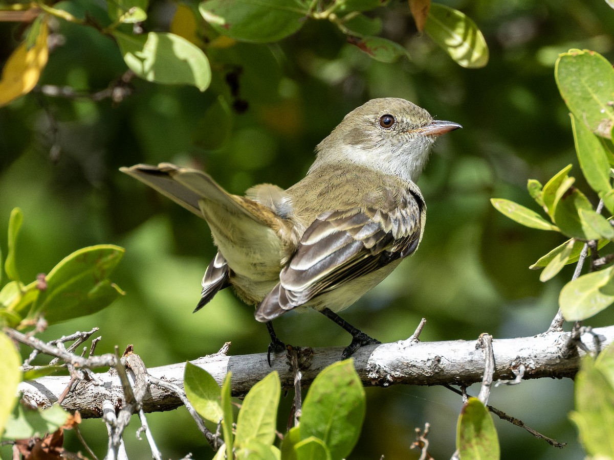 Caribbean Elaenia - ML614287967