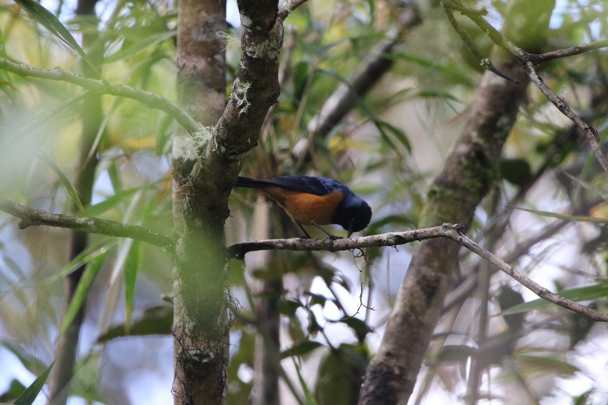 Blue-backed Conebill - ML614287971