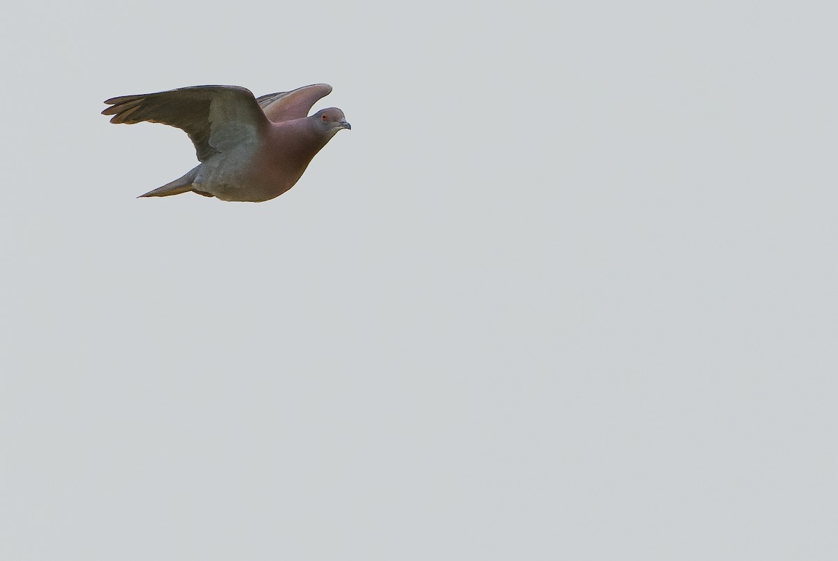 Pale-vented Pigeon - Joachim Bertrands