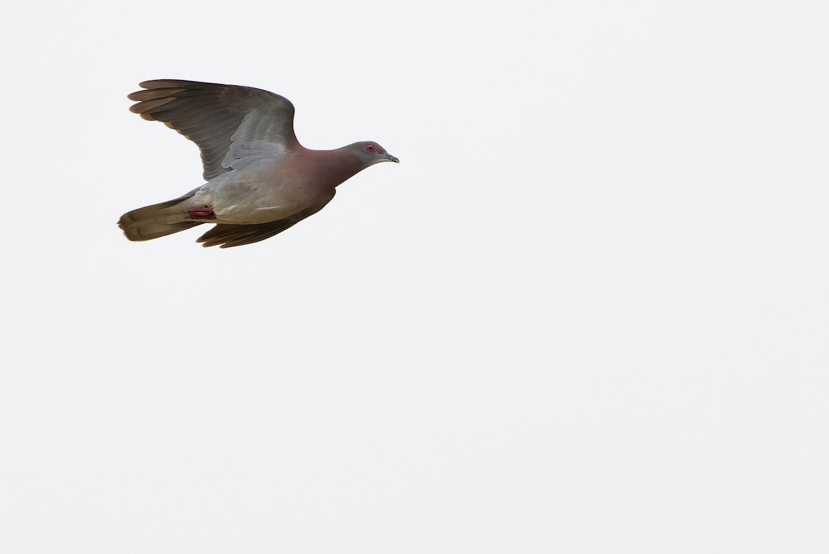 Pale-vented Pigeon - Joachim Bertrands