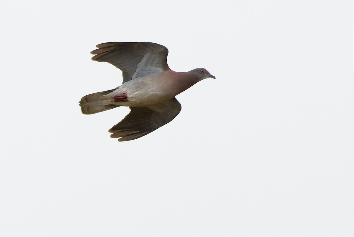 Pale-vented Pigeon - ML614287982