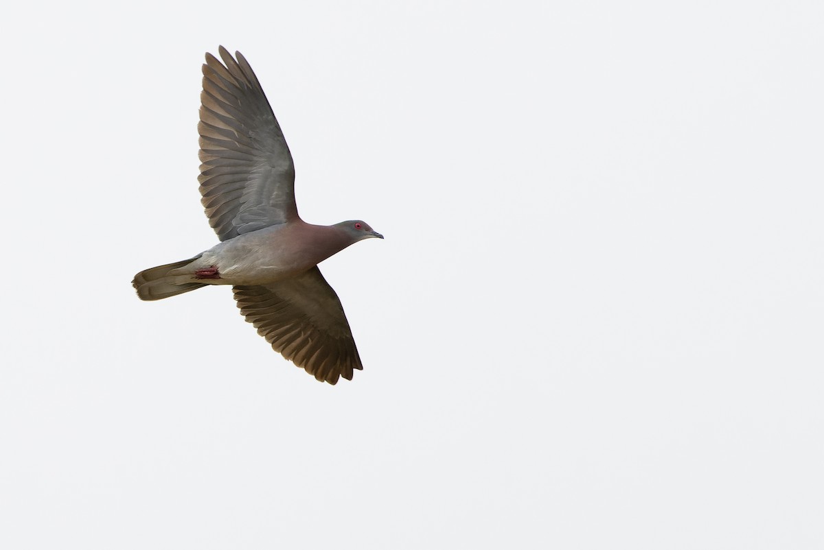 Pale-vented Pigeon - Joachim Bertrands
