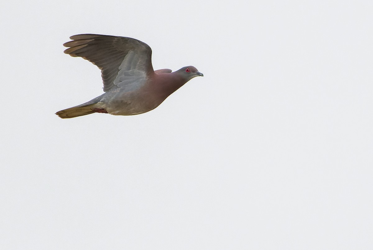 Pale-vented Pigeon - Joachim Bertrands