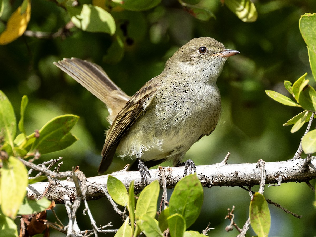 Caribbean Elaenia - ML614287986