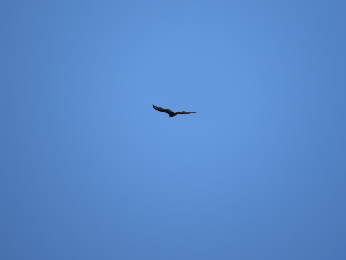 Turkey Vulture - ML614287988