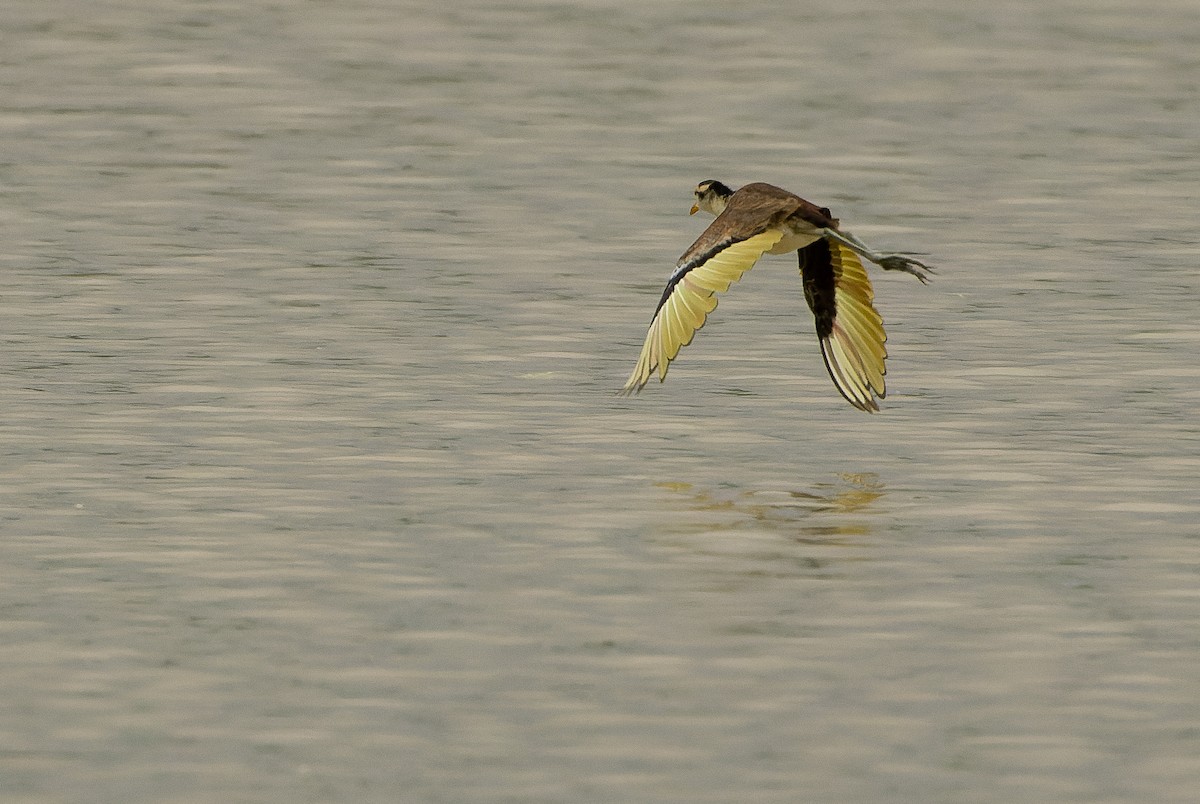 Northern Jacana - Joachim Bertrands