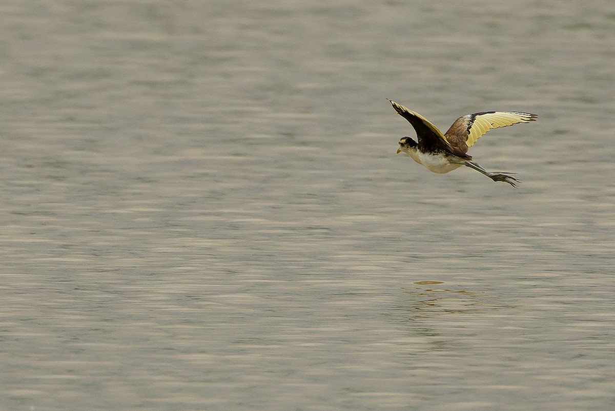 Northern Jacana - Joachim Bertrands