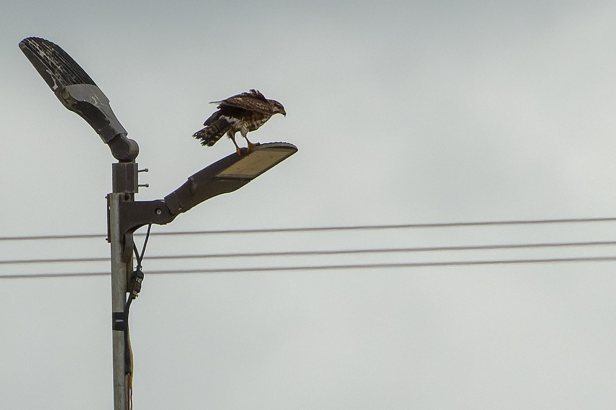 Gray Hawk - Joachim Bertrands