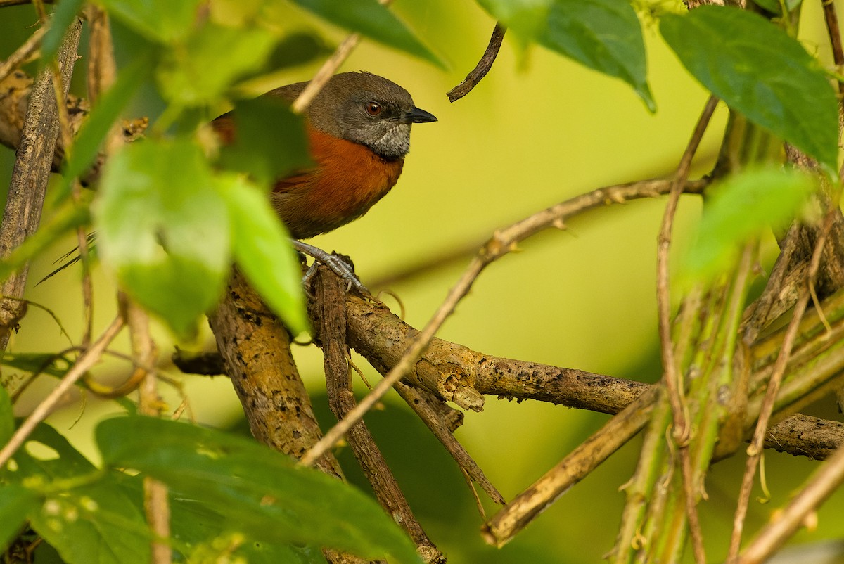 Rufous-breasted Spinetail - ML614288160
