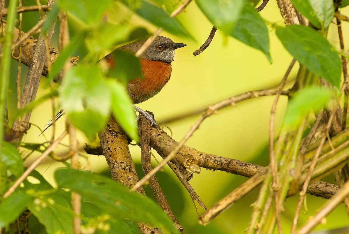 Rufous-breasted Spinetail - ML614288161