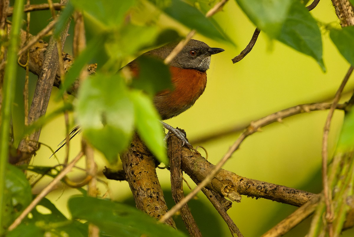 Rufous-breasted Spinetail - ML614288162