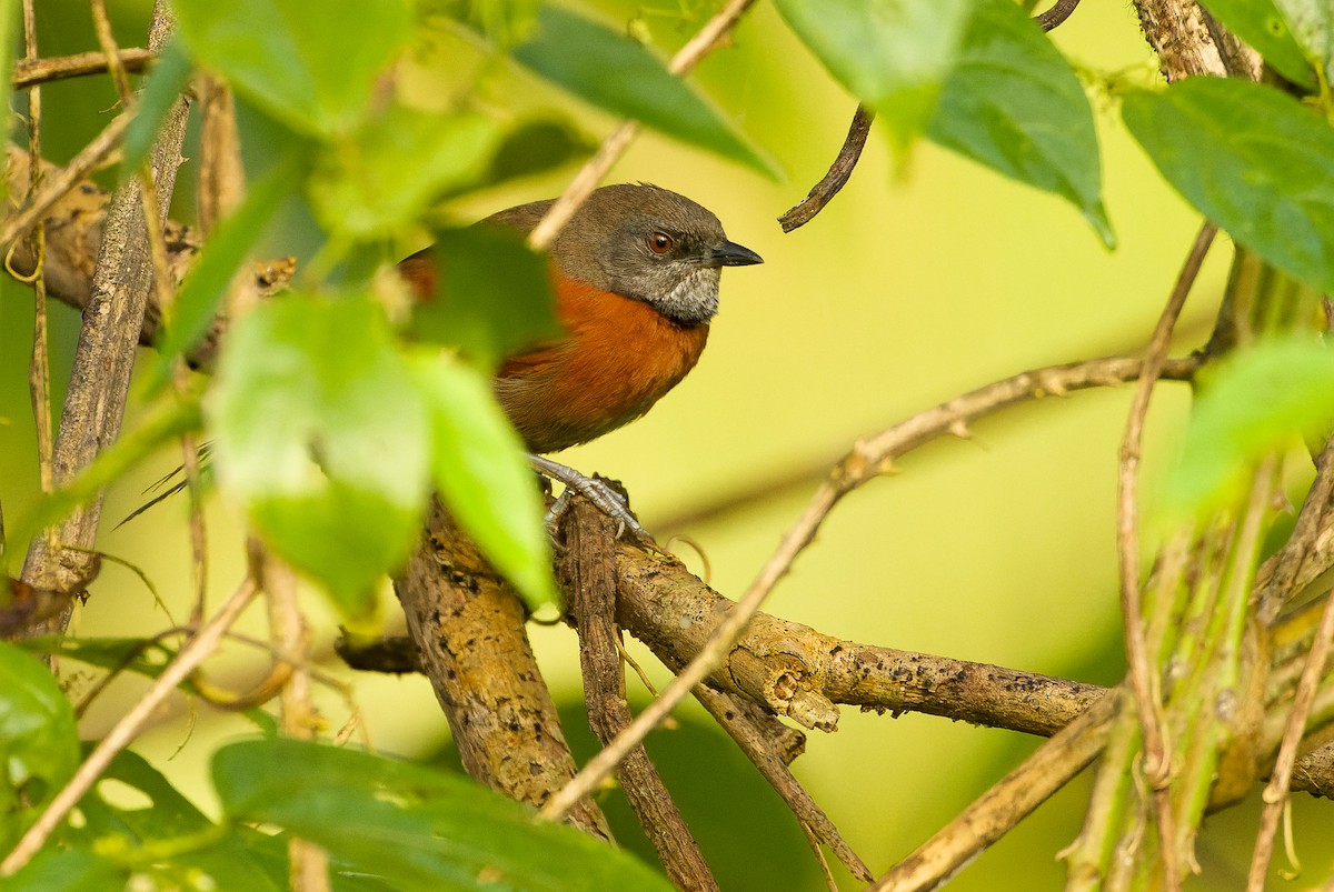 Rufous-breasted Spinetail - ML614288163