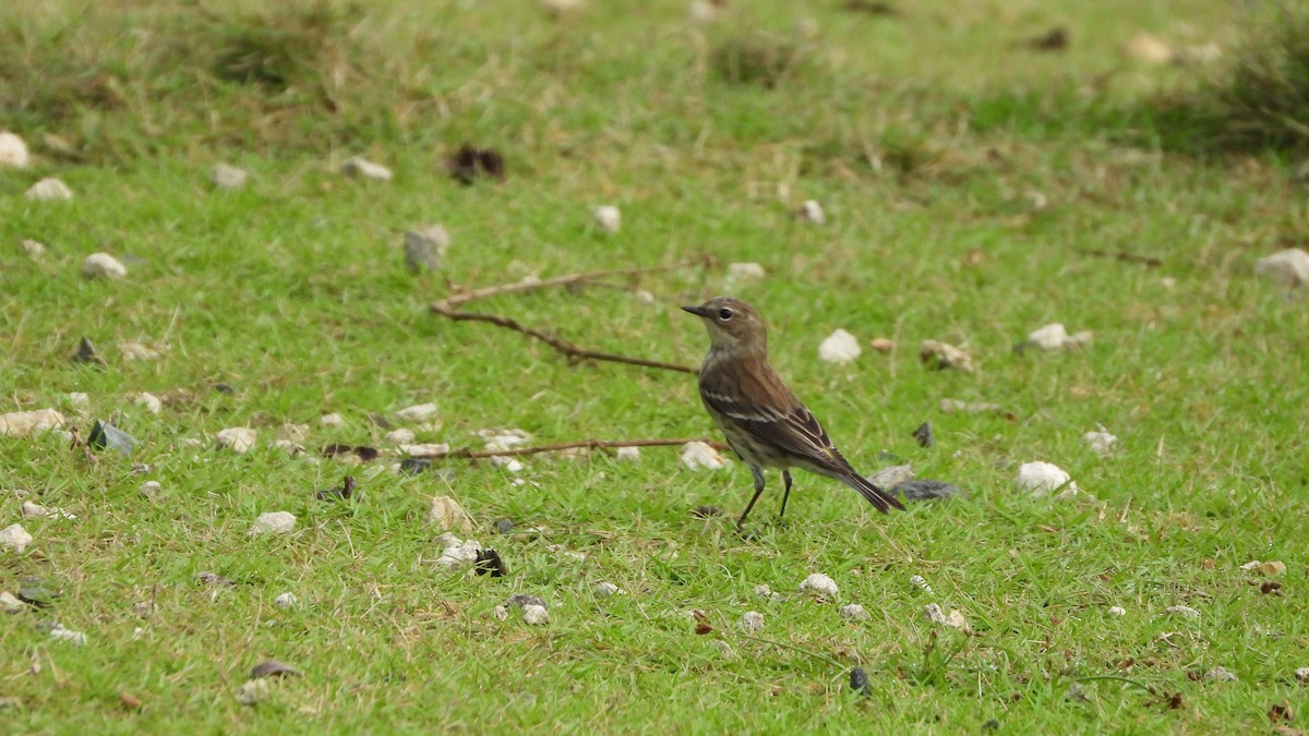 myrteparula - ML614288212