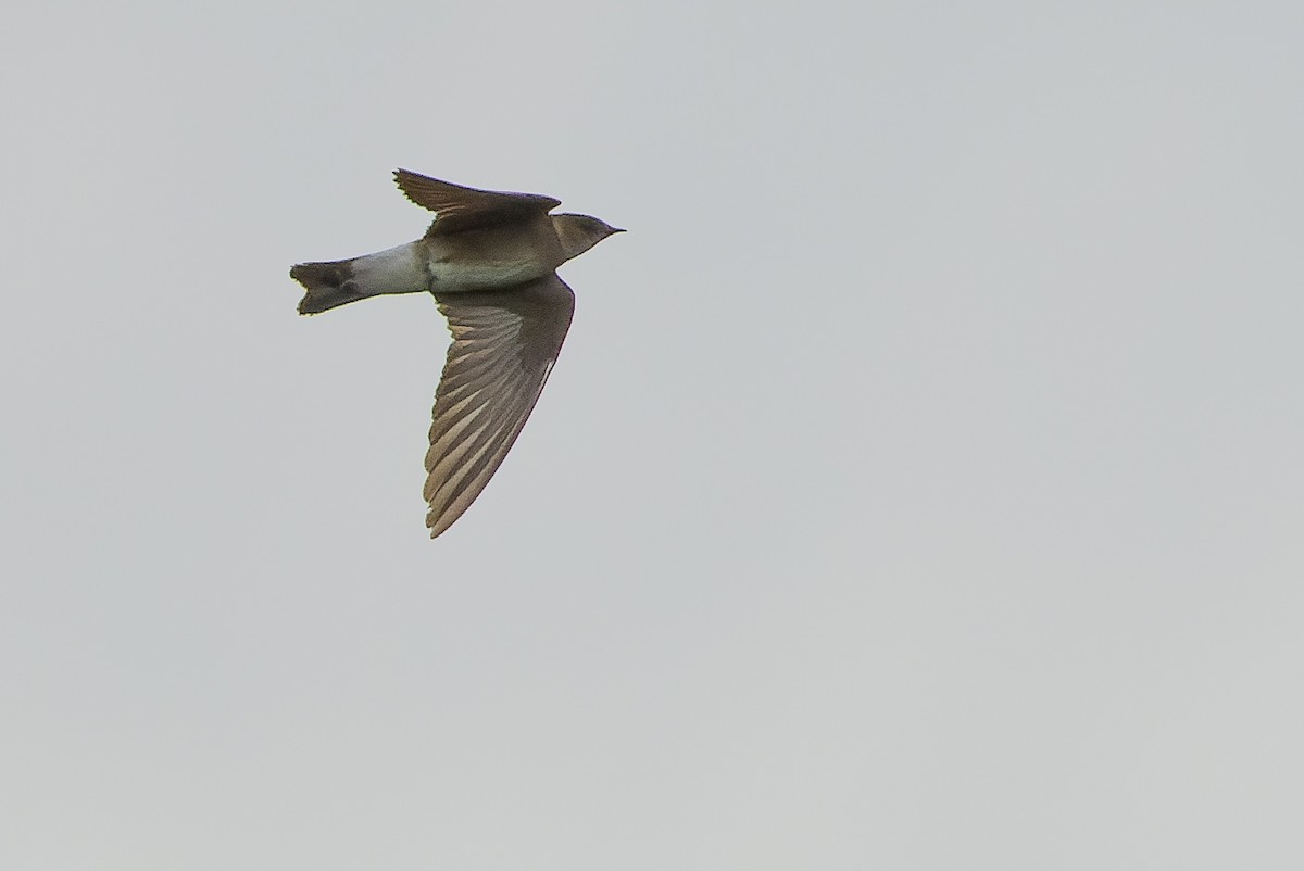 Northern Rough-winged Swallow (Ridgway's) - Joachim Bertrands